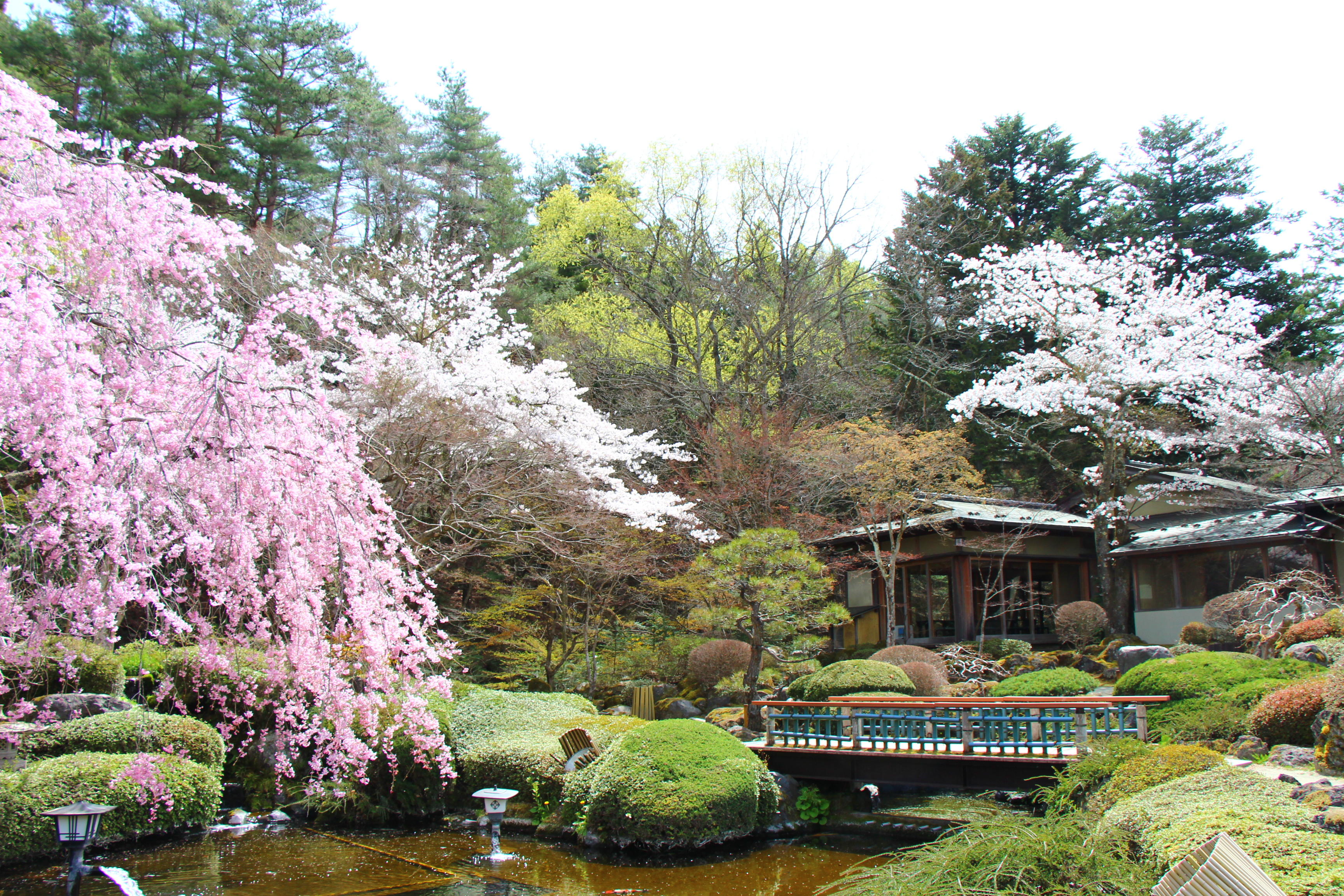 真如苑 歓喜世界 1972 冬〜春 No.92〜93 2026年庭園の梅・桜開花情報№13｜新着情報｜富士山の見える温泉旅館